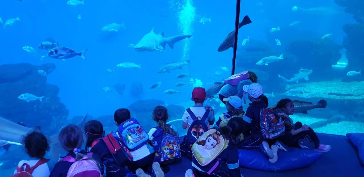 EXCURSIÓN PALMA AQUARIUM